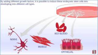 How Embryonic Stem Cell Lines are Made [upl. by Suivat582]