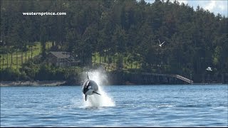 Biggs transient Killer Whales on an EPIC Steller Sea lion hunt San Juan Island WA [upl. by Corabelle]