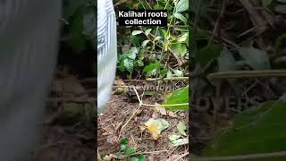 KALIHARI ROOTS COLLECTION FOR NIRGUNDI OIL ayurveda ayu medicinalplant [upl. by Adnomal981]