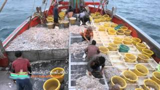 Thai Stop IUU Fishing Documentary Chapter 2 [upl. by Ezalb]