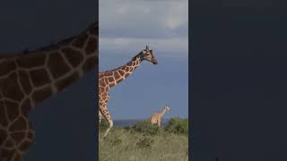 Giraffes World animals [upl. by Nirel]