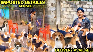 Dog kennel in Chennai  Beagle Dogs [upl. by Yeaton]