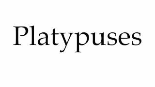 How to Pronounce Platypuses [upl. by Alard690]