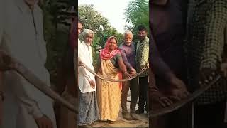 indian cobra reptiles rescue save animals nature viralvideo video snake [upl. by Cassandra]