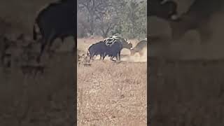 Bafflo attacks Male Lion in Kruger National Park [upl. by Fording958]