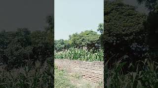 anaaj ka bahut Sundar khet [upl. by Cohette100]