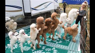 Funny Toy Poodle Puppies Videos Cute Mini Teacup Poodles Playing Miniature Poodle Barking Grooming [upl. by Habeh865]