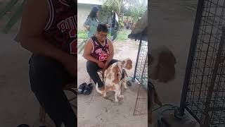 Beagle dog stud service at Manaoag Pangasinan [upl. by Adnaluoy570]