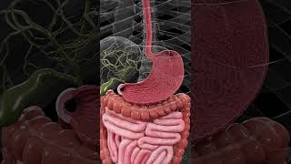 🍽️ The Stomach Lining Your Body’s Protective Barrier anatomy [upl. by Ahsilrac]