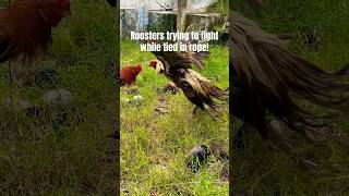 Patta Seval Fighting pattaseval naatukozhi chicken yuvan poultry farmanimals [upl. by Etteyniv]