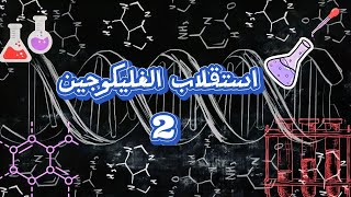 استقلاب الغليكوجين 2 Glycogen Metabolism [upl. by Adnima]