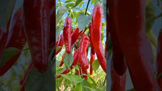 How to Grow Chili Pepper 🌶 at Home Using Simple Technique shorts plants farming [upl. by Eniamert]