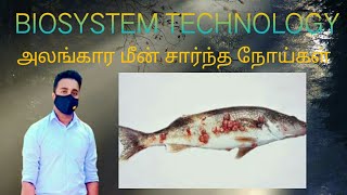 Biosystem Technology Practical  அலங்கார மீன்கள் சார்ந்த நோய்கள் [upl. by Retha]