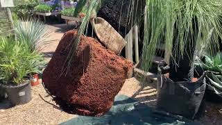 Potting up a Grass Tree  Xanthorrhoea preissii [upl. by Htial]