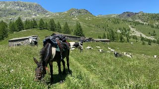 transumanza notturna AzAg”Le tre Valli” di Valentina Marco e Alexia Banche Colin alpe Pian Pra [upl. by Mafala]