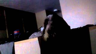 Marley the Spinone Italiano howling [upl. by Aihsem154]