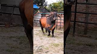 Energetic young bull from Taz Cattle Ranch animals cow bull [upl. by Annaoj]