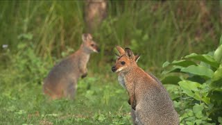 An incredible moment releasing 3 Red Necked Wallabies back into the wild after 8 months in care [upl. by Valaree130]