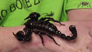 CEctoS Asian Forest Scorpion [upl. by Laehcimaj666]