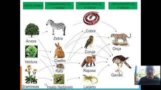 Cadeias e Teias Alimentares [upl. by Alda354]