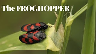 The Amazing Froghopper [upl. by Anirdnajela]