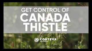 Get control of Canada thistle  Corteva Agriscience Canada [upl. by Lihkin]