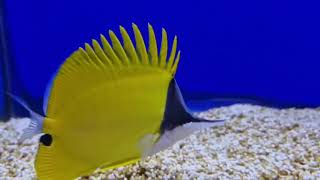 Yellow longnose butterflyfish [upl. by Salzhauer912]