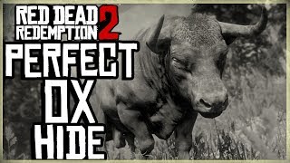 HOW TO GET A PERFECT OX HIDE  RED DEAD REDEMPTION 2 PRISTINE OX HUNT [upl. by Lledner]