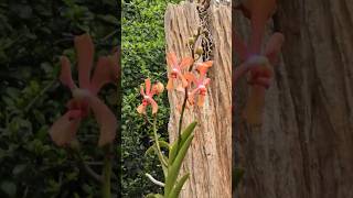 Arachnis x Vanda flowering in the garden Aranda Deborah Orchid [upl. by Hartmunn]