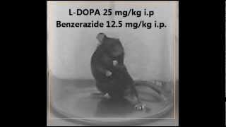 LDopa induced dyskinesia  animal model Parkinsons disease [upl. by Irrem]