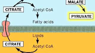 Fatty acids from Acetyl CoA [upl. by Nylodnewg]