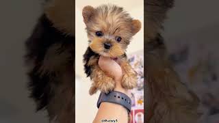 Top 5 Reasons Why You Should Get A Yorkie [upl. by Rennug]