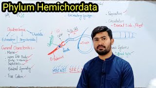 Phylum Hemichordata  General characters of Hemichordates  Fsc by irtisamsbiology [upl. by Arondel]