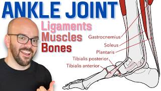 Anatomy of the Ankle Joint  Bones Ligaments and Muscles [upl. by Intruok]