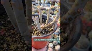 How to propagate succulent form cutting and leaves Tips amp Tricks [upl. by Nolava582]