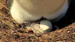 Penguin Chick Hatching [upl. by Melony]