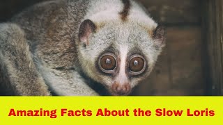 5 Amazing Facts About the Slow Loris [upl. by Nraa199]