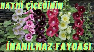 HATMİ ÇİÇEĞİNİN FAYDALARI  HATMİ ÇİÇEĞİ NASIL KULLANILIR  HATMİ ÇİÇEĞİ ÇAYI NASIL DEMLENİR [upl. by Theall]