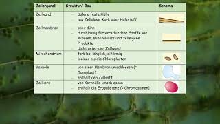 Struktur der Zellorganellen [upl. by Merow]