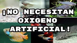 6 peces que no necesitan oxigeno artificialfriscomisco Acuariofilia [upl. by Rimaj]