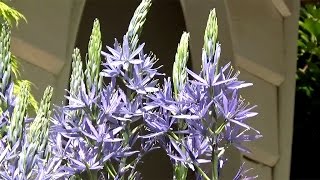 Camassia leichtlinii Blue Donau  FarmerGracycouk [upl. by Edmanda508]