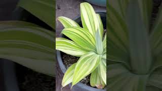 Agave attenuata variegata quotVariegated Fox Tail Agavequot 💚💐 [upl. by Bondy]