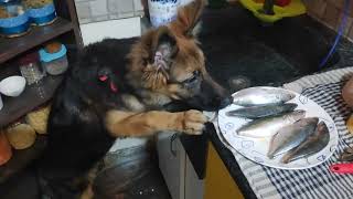 A Day in Life of a German Shepherd Pup  GSD Puppy wants to eat Fish  Our Fish Thief Shepherd Pup [upl. by Eeluj]