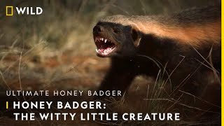 Honey Badger The Witty Little Creature  Ultimate Honey Badger  30th June  9 PM  Nat Geo Wild [upl. by Keeler]