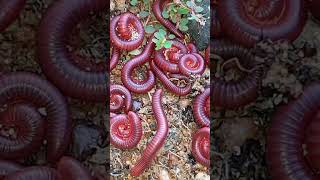 Why Millipedes Are Not What You Think They Are 3 [upl. by Llertrac]