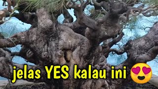 quotTai Chiquot Casuarina Equisetifolia cemara udang  Master David Adji [upl. by Alliuqal]