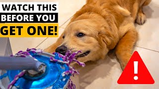 9 Things you MUST KNOW Before Getting a Golden Retriever [upl. by Fafa]