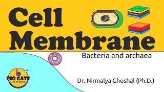 Cell Membrane of Bacteria and Archaea animation plasmamembrane [upl. by Rennoc]