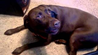 Chocolate Lab Dog Talks [upl. by Haya]