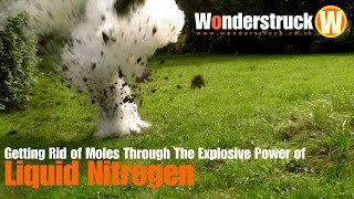 Getting Rid of Moles Through the Explosive Power of Liquid Nitrogen [upl. by Dell857]